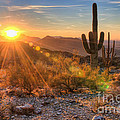 Desert Sunset II