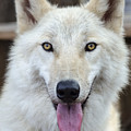 Arctic Wolf
