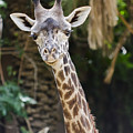 Giraffe Portrait