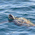 Sea Turtle At Sea